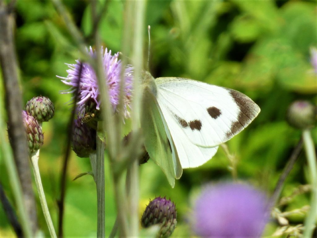 Pieris brassicae